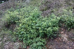 Calceolaria mexicana